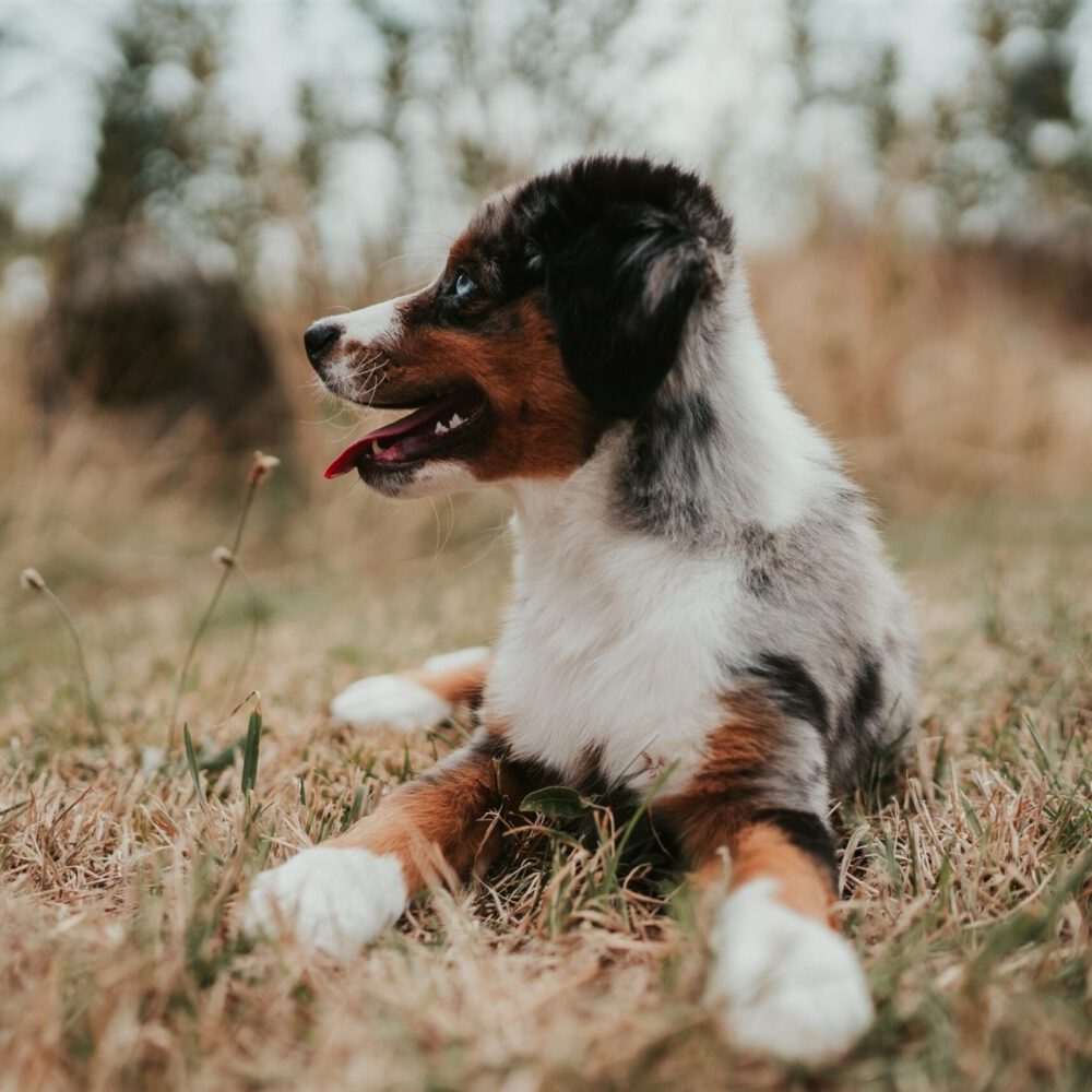 tierfotograf-hannover-tier-fotografie-10